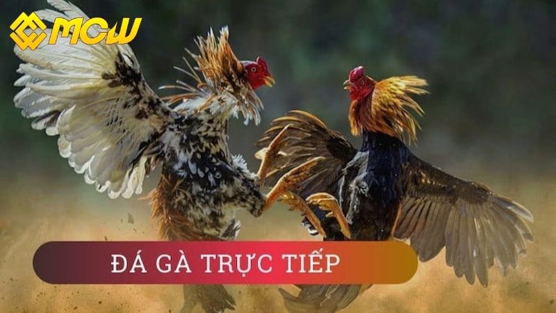 Cách chơi đá gà trực tiếp